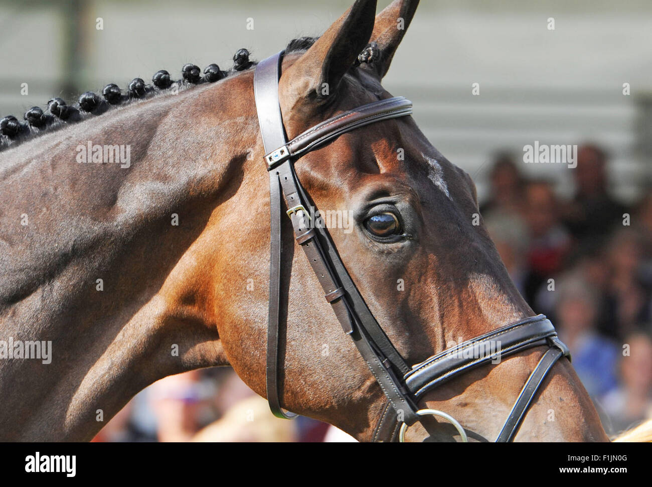 Stamford, UK. 2nd September, 2015. Land Rover Burghley Horse Trials 2015, Stamford England.  Rosalind Canter (GBR) riding Allstar B  during the First Inspection Credit:  Julie Badrick/Alamy Live News Stock Photo