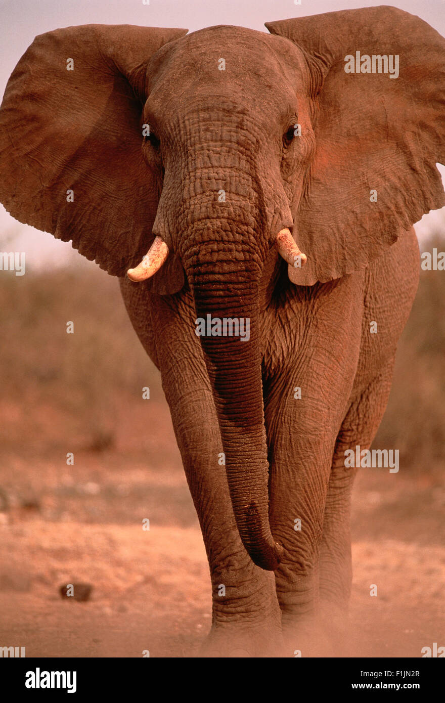 Portrait of African Elephant Bull Stock Photo