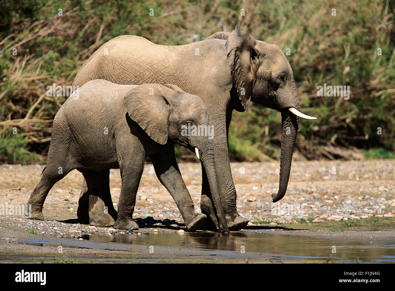 African Elephant Mother and Calf at Waterhole Africa Stock Photo