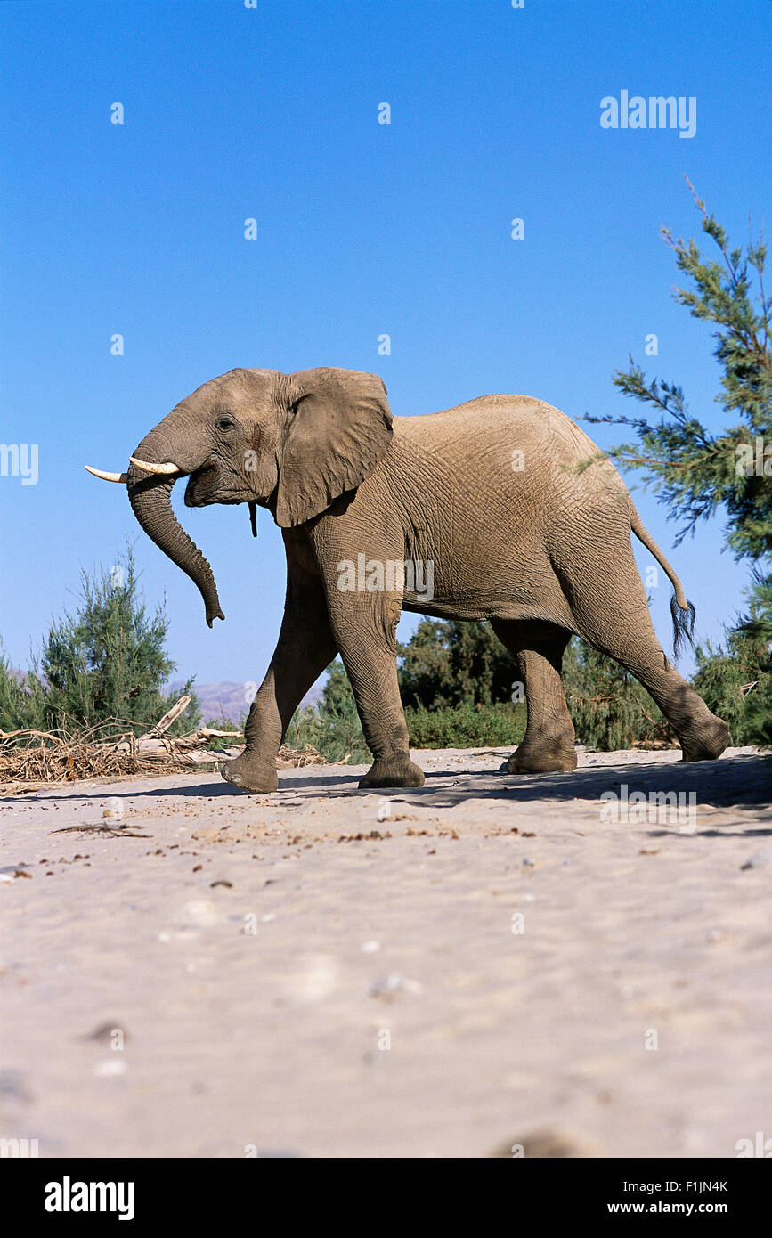 African Elephant, Africa Stock Photo