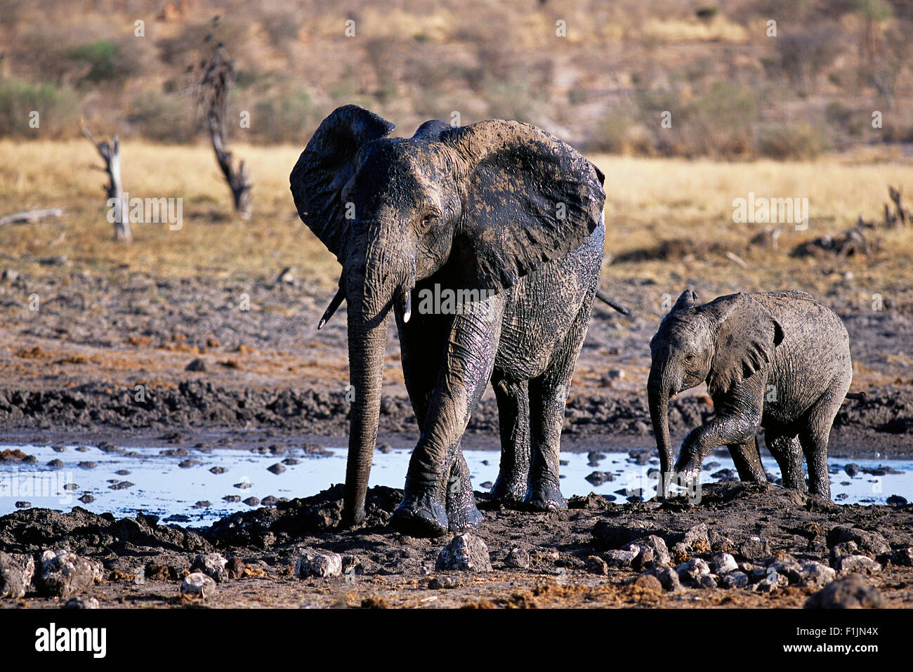 African Elephant Mother and Calf at Waterhole, Africa Stock Photo