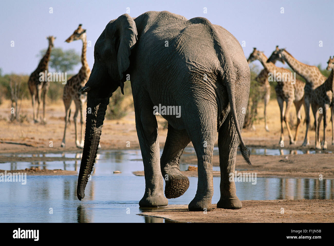 Elephant at Waterhole Stock Photo