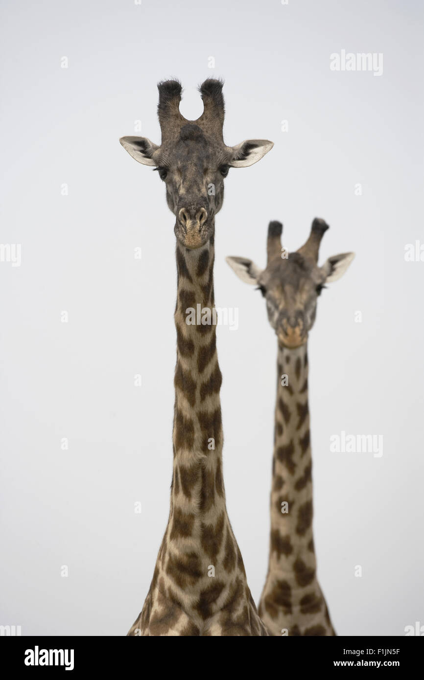 Two giraffes hi-res stock photography and images - Alamy