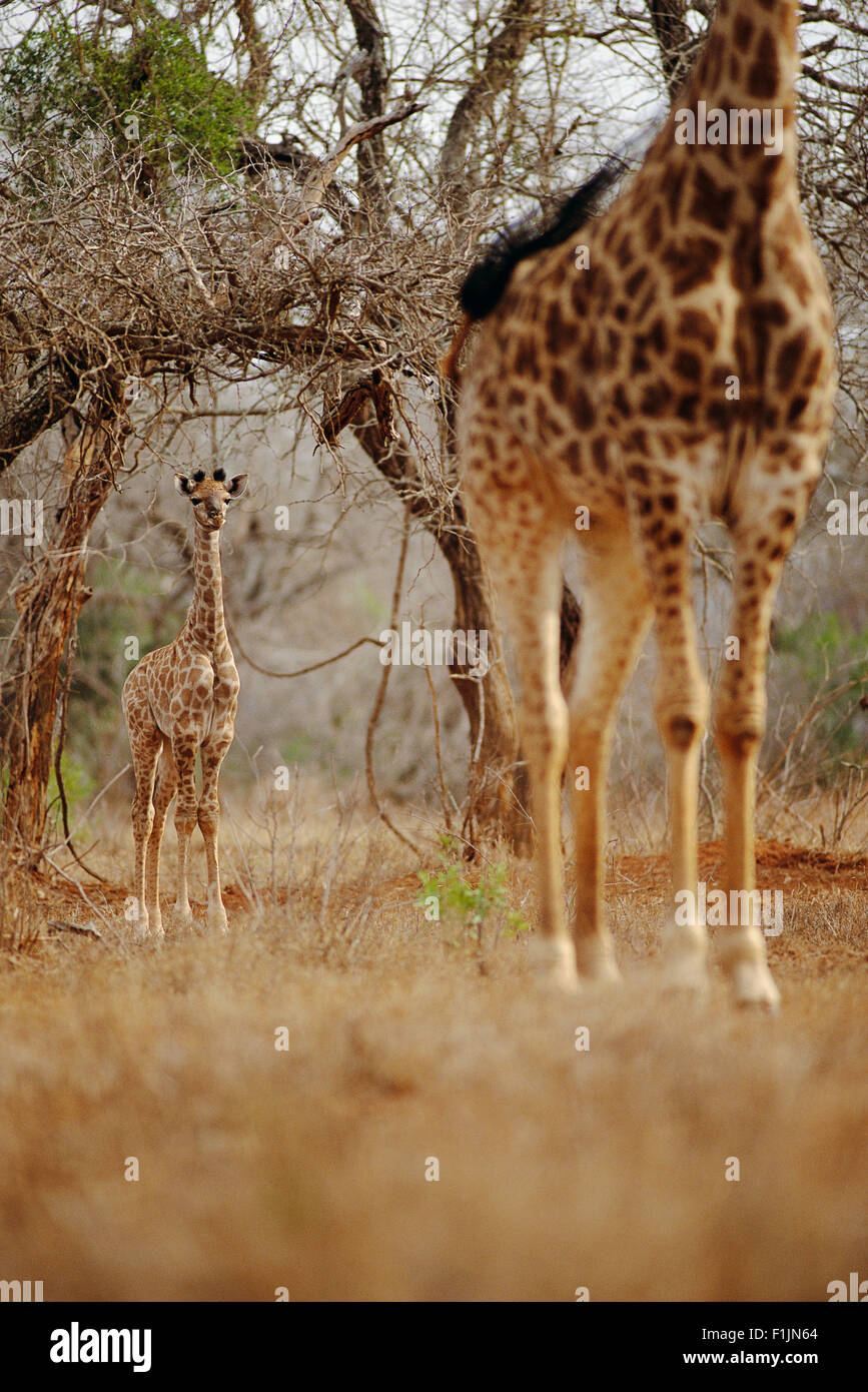 Giraffe and Calf Stock Photo
