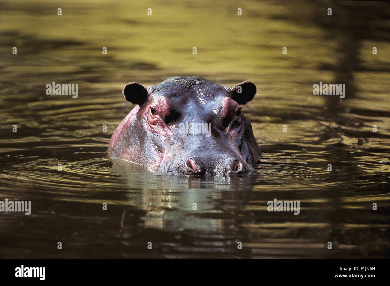 Hippo's head coming out of the water Stock Photo