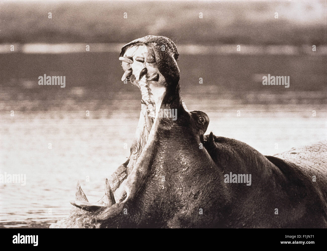 Hippopotamus at Surface Water Yawning Stock Photo
