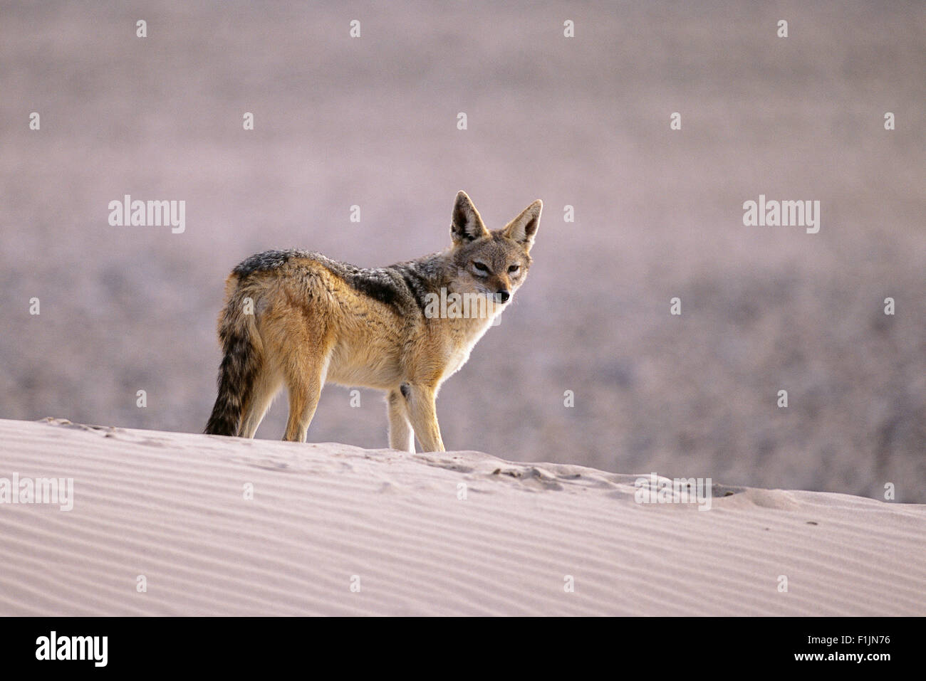 Black-Backed Jackal on Sand Dune, Namibia, Africa Stock Photo