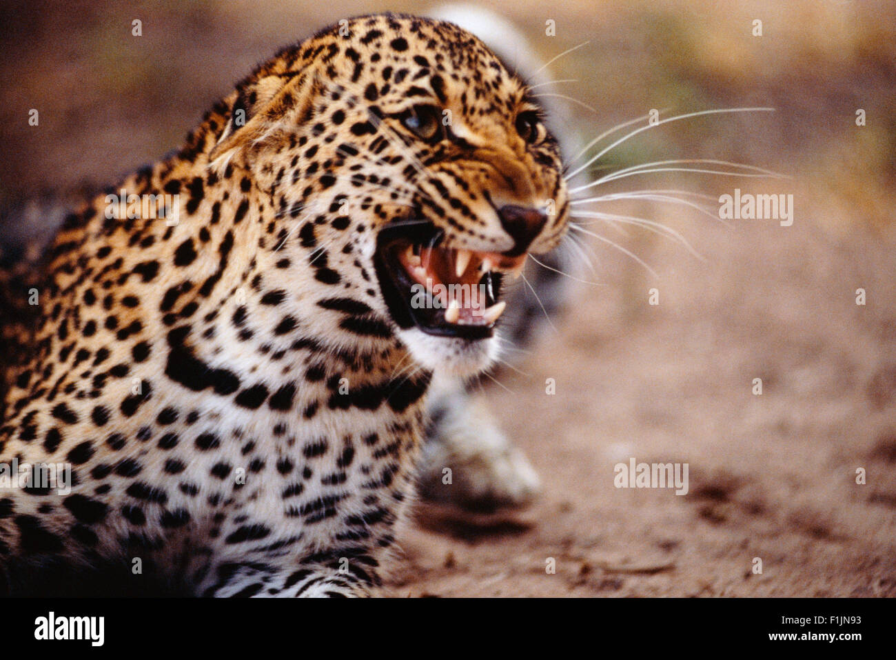 leopard-snarling-stock-photo-alamy