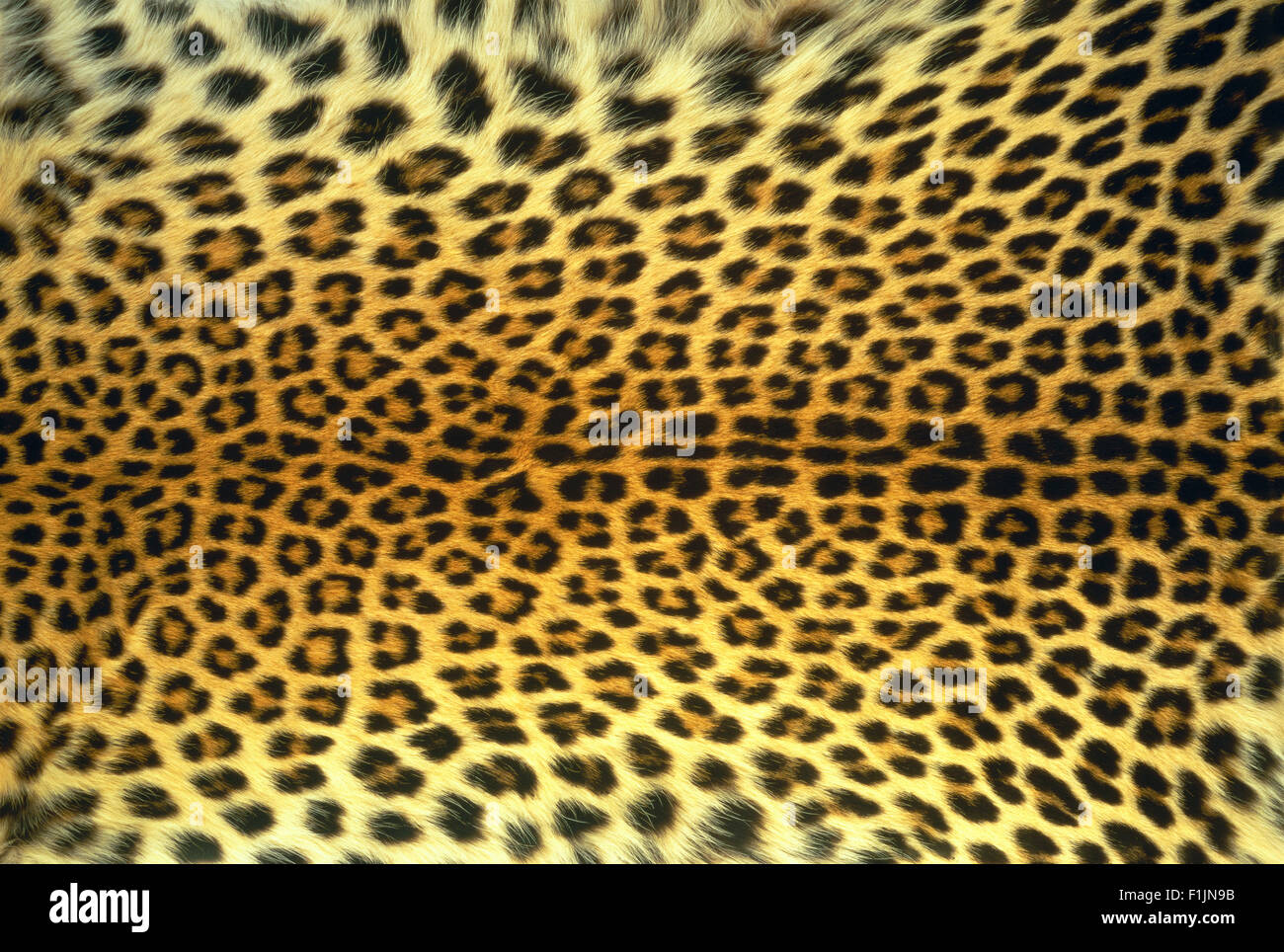 Close-Up Leopard Skin Stock Photo