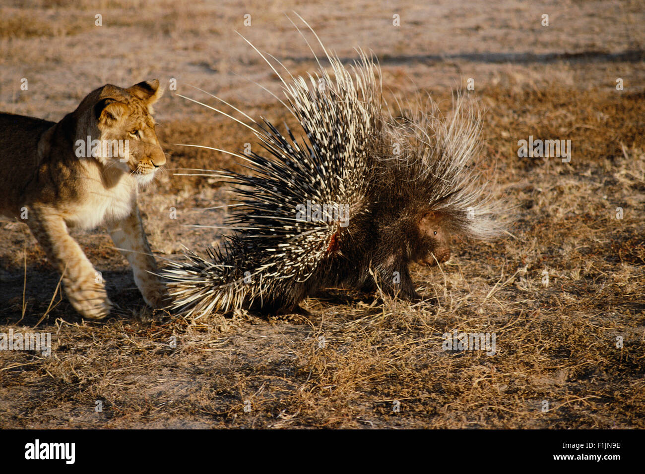 Porcupine lion hi-res stock photography and images - Alamy