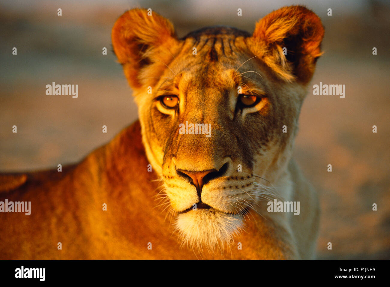 Portrait of Lioness Stock Photo