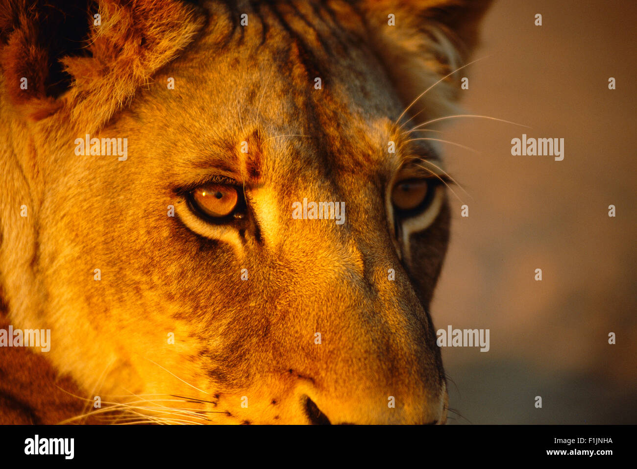 Close-up of Lioness Stock Photo