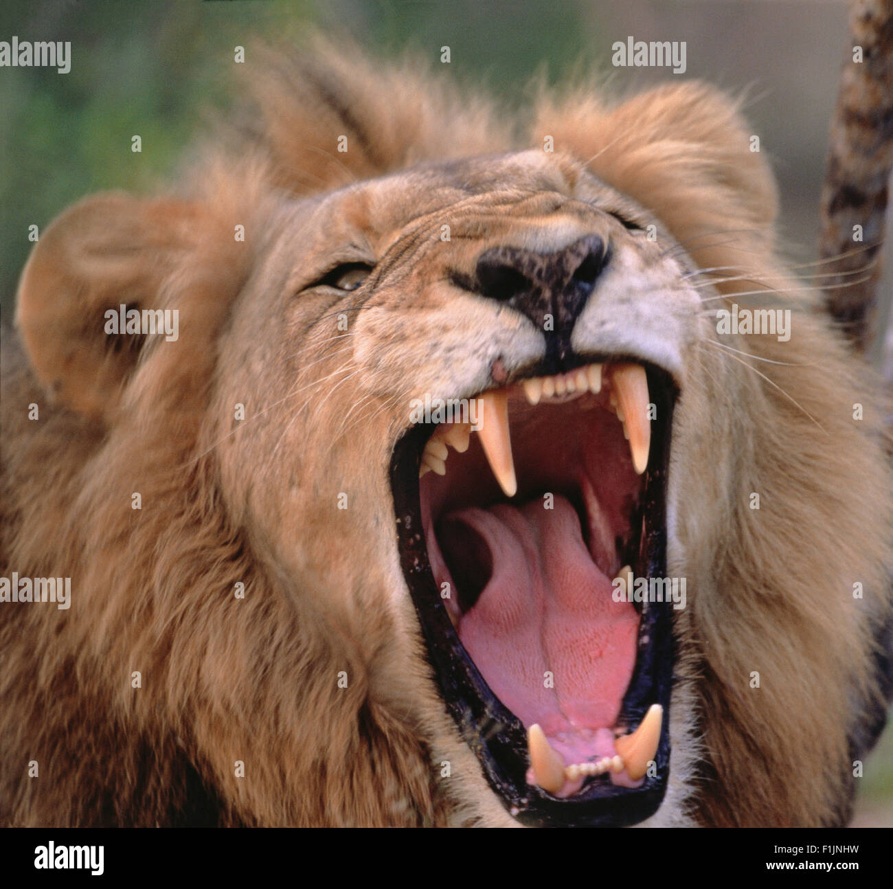 Close-Up of Lion Roaring Stock Photo