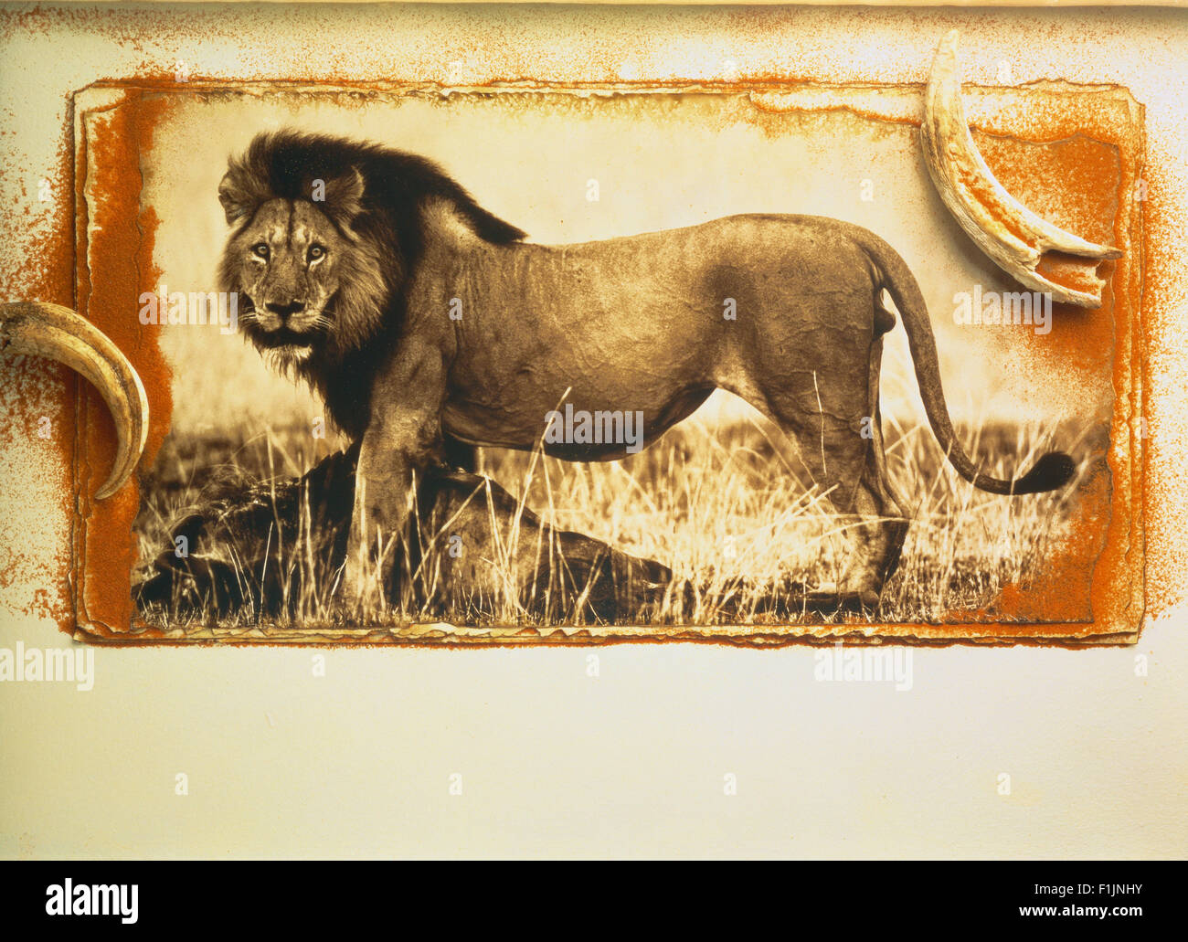 Lion picture hi-res stock photography and images - Alamy