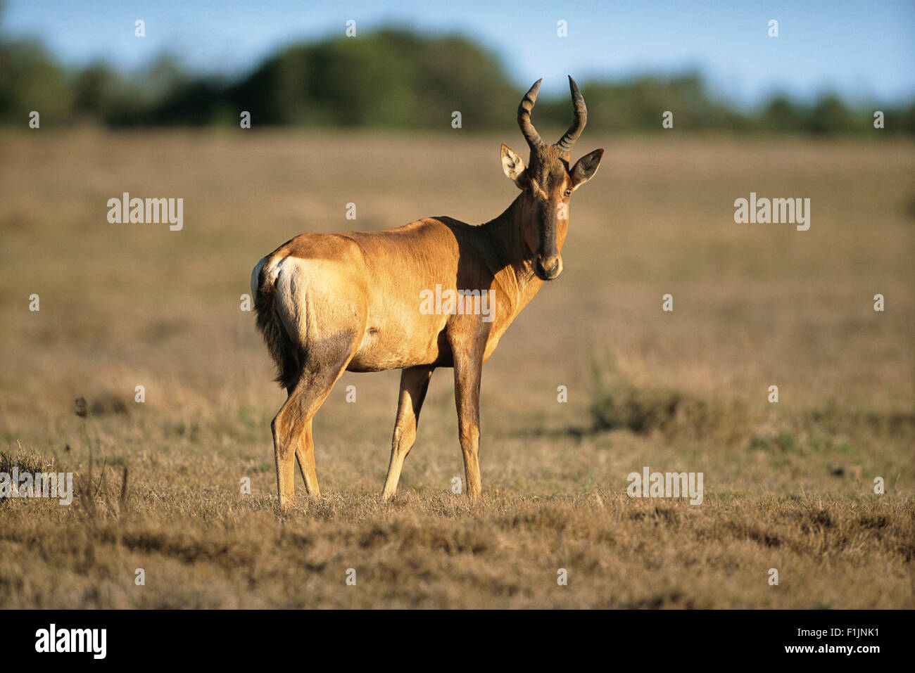 Red Hartebeest Addo Elephant National Park Eastern Cape, South Africa Stock Photo