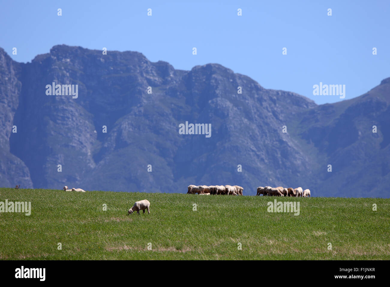 Sheep grazing in field, mountain in background Stock Photo