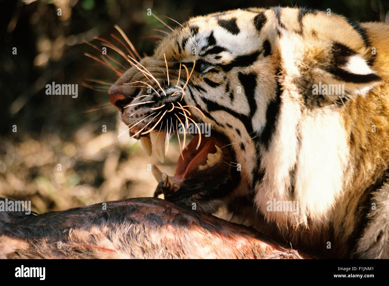 Snarling Tiger with Prey Stock Photo