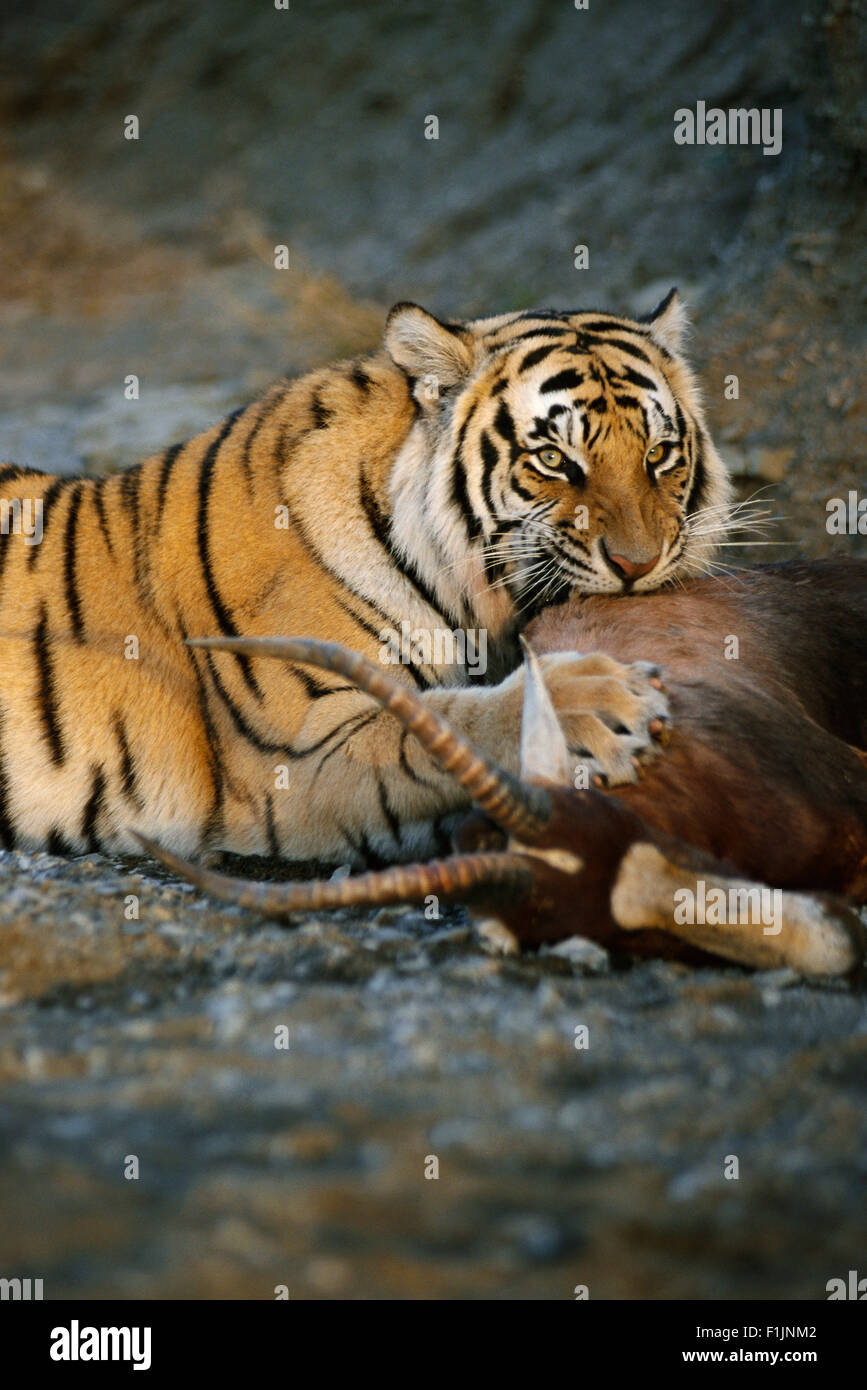 Tiger with Prey Stock Photo