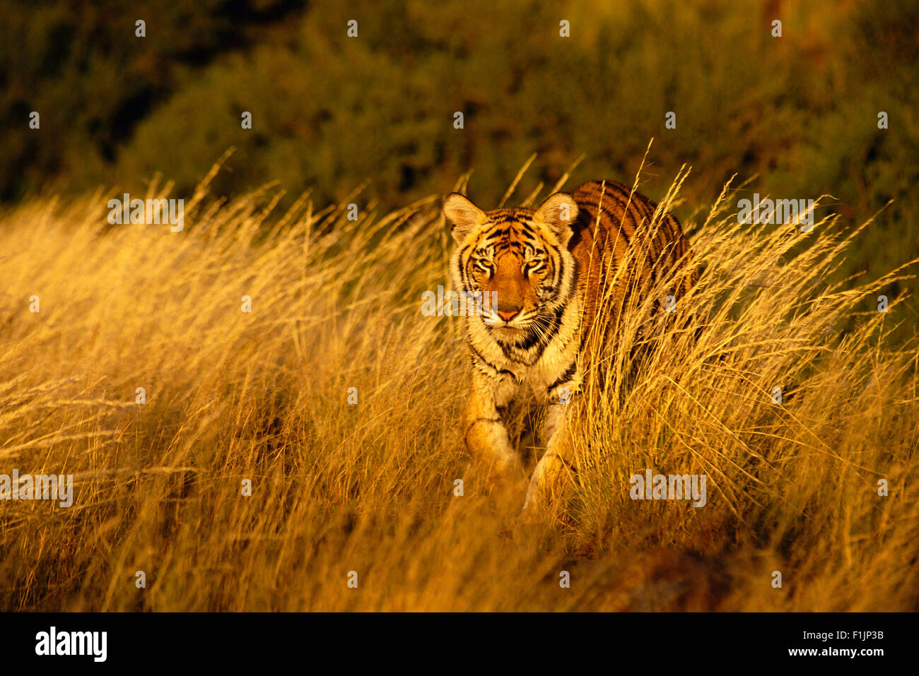 Tiger Walking In Long Grass, Karoo, South Africa Stock Photo