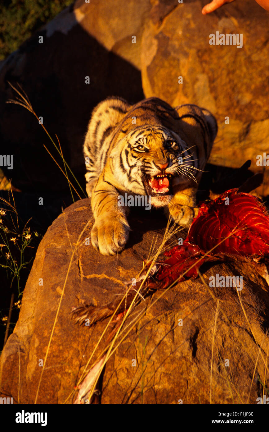 Tiger with Prey, Karoo, South Africa Stock Photo
