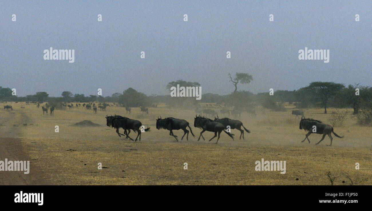 Herd Wildebeest Running through Field Serengeti, Tanzania, Africa Stock Photo