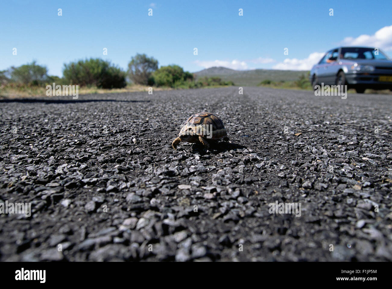 Tortoise Crossing Road Cape Peninsula National Park Western Cape, South Africa Stock Photo