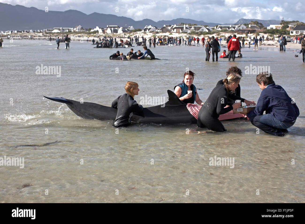 Beached whale rescue Stock Photo