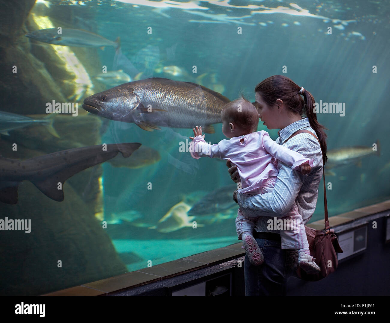 Mother and baby in aquarium Stock Photo Alamy