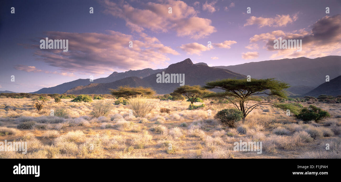 Mount Nyiru and Umbrella Trees Near Turkana, Kenya Stock Photo