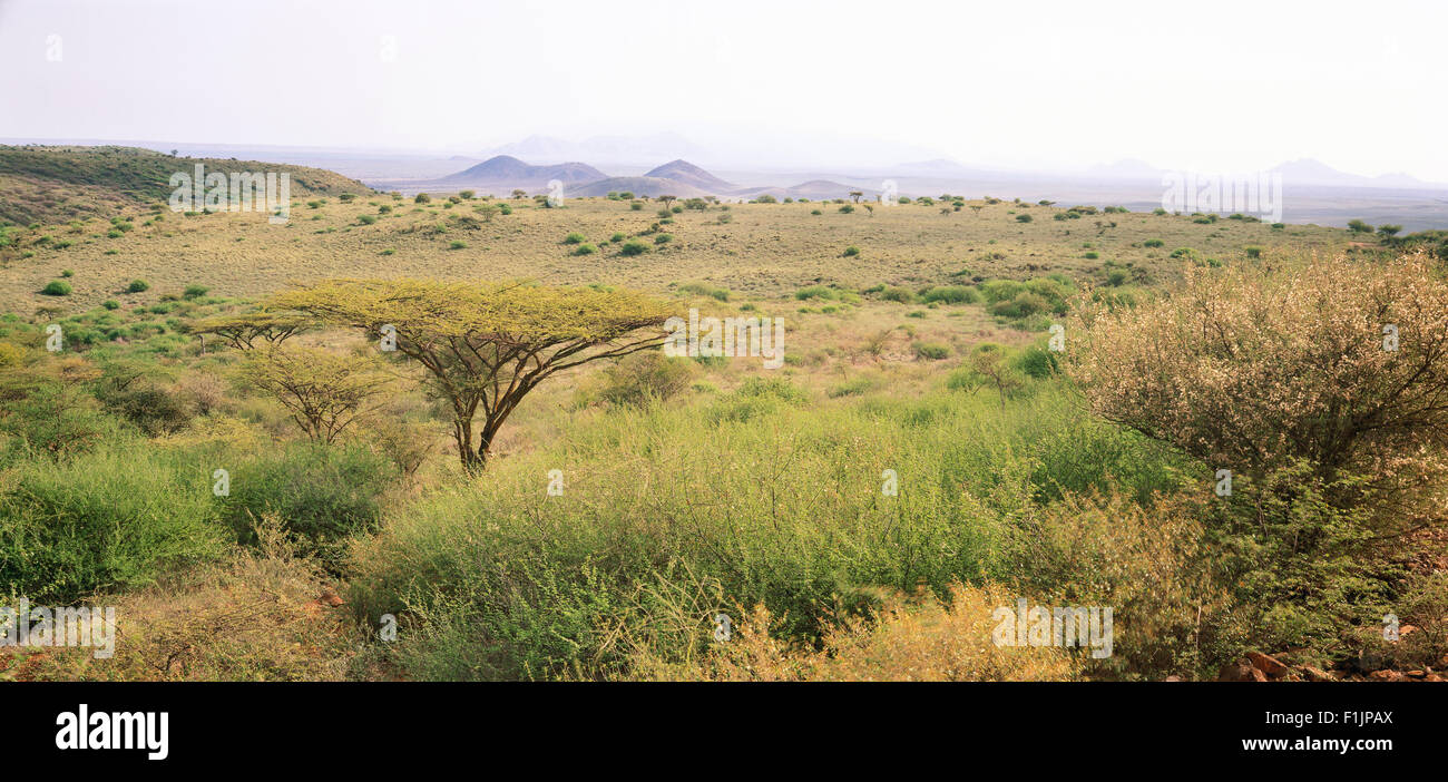 Umbrella Tree and Landscape Kenya, Africa Stock Photo