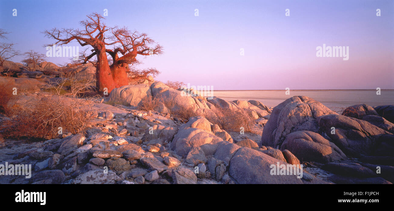 Baobab Tree, Kubu Island Makgadikgadi Pans, Botswana, Africa Stock Photo