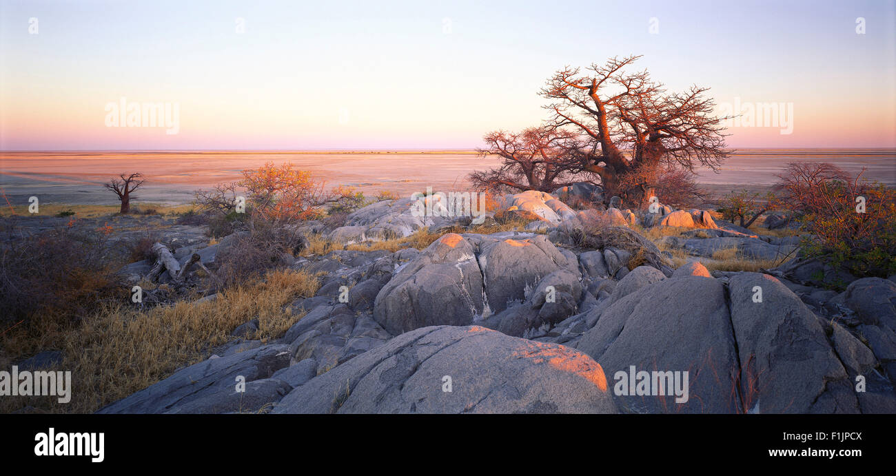 Baobab Tree Makgadikgadi Pans, Botswana, Africa Stock Photo