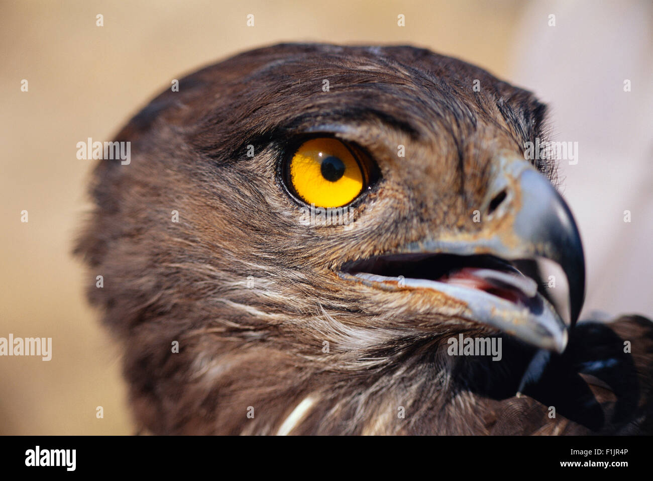 Close-up of Hawk Stock Photo - Alamy