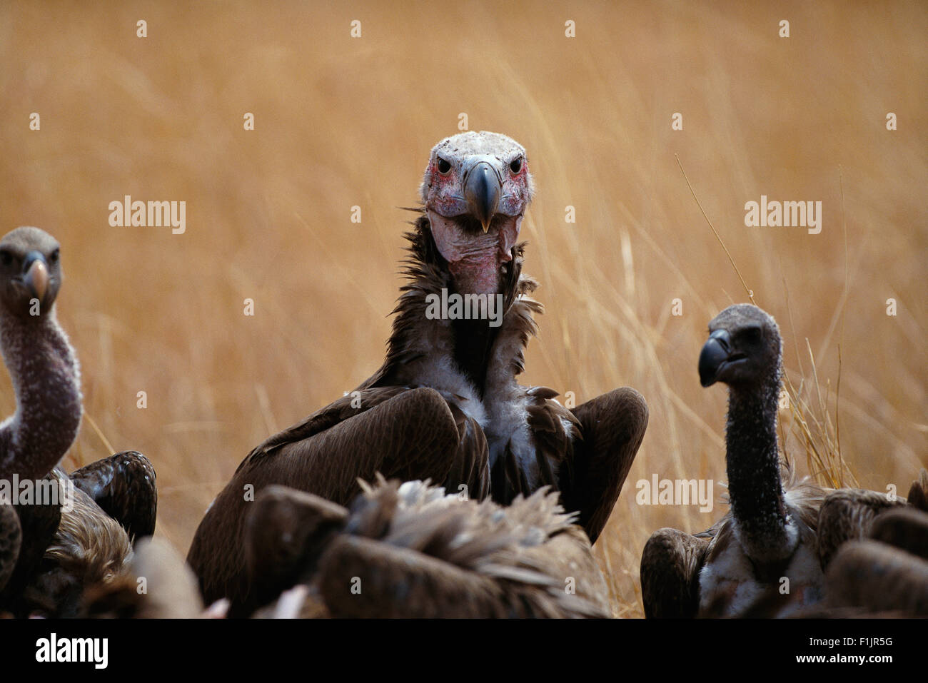 Vultures Stock Photo