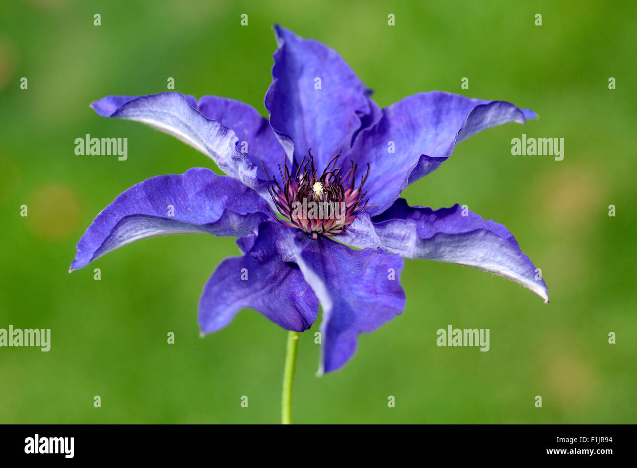Clematis; The, President; Stock Photo