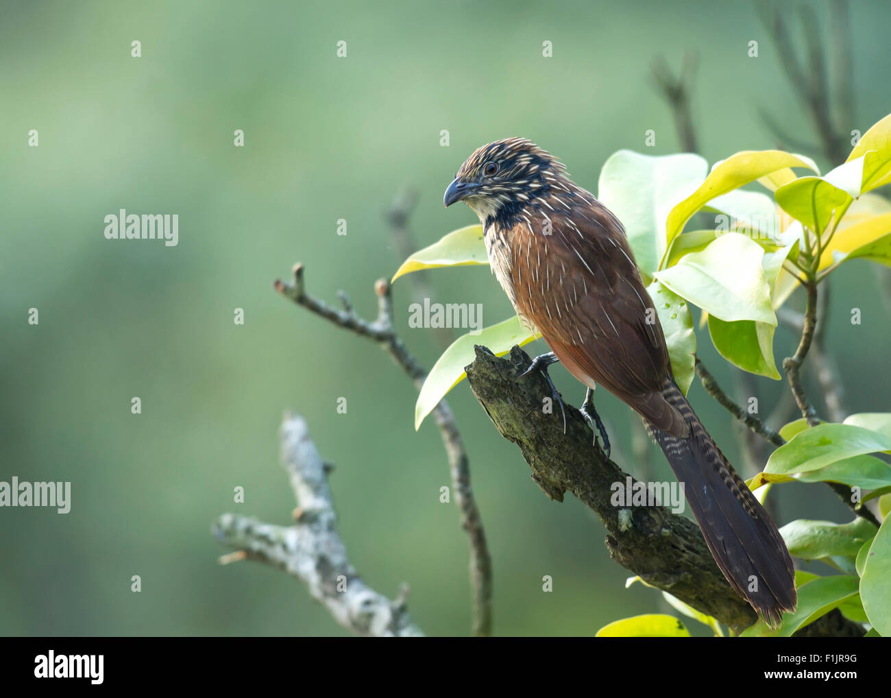 An immature Lesser Coucal shows it beauty when perching on a branch with clean and nice natural background in Tamdao National P Stock Photo