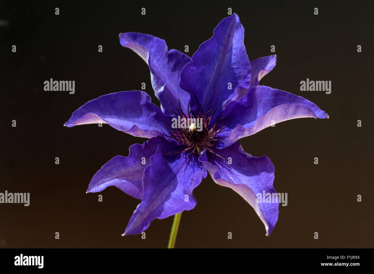 Clematis; The, President; Stock Photo