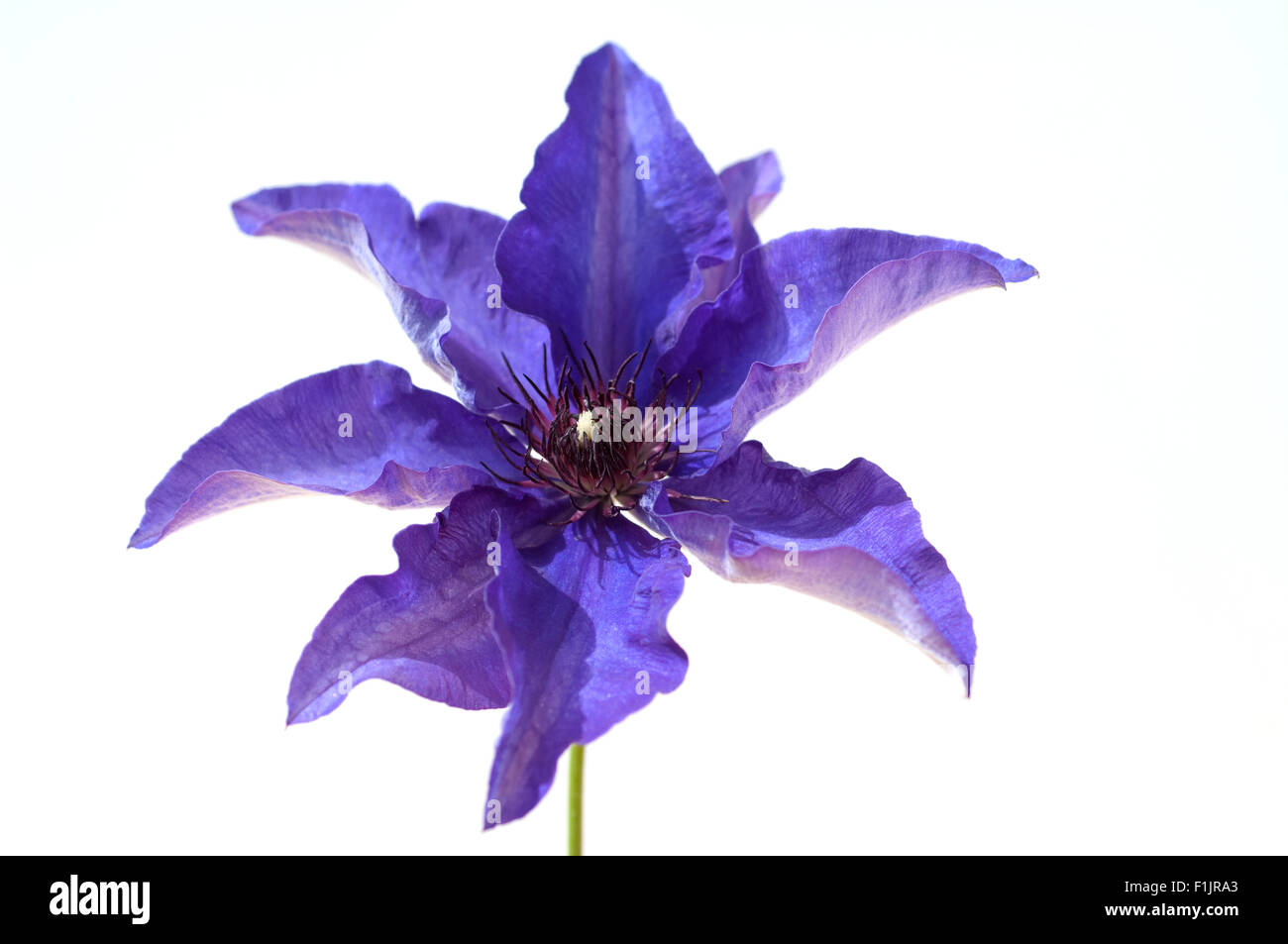 Clematis; The, President; Stock Photo