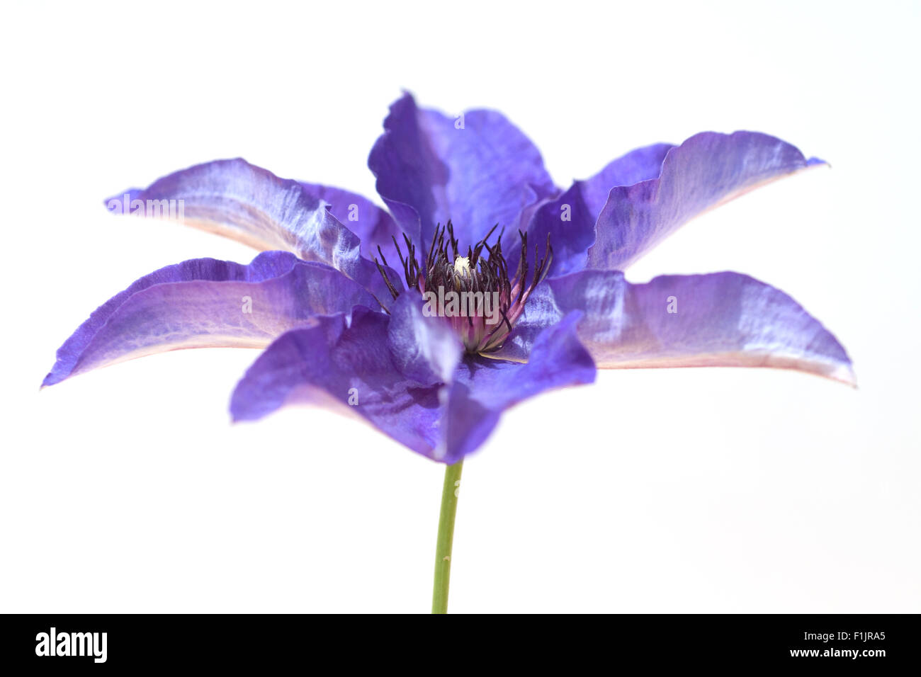 Clematis; The, President; Stock Photo