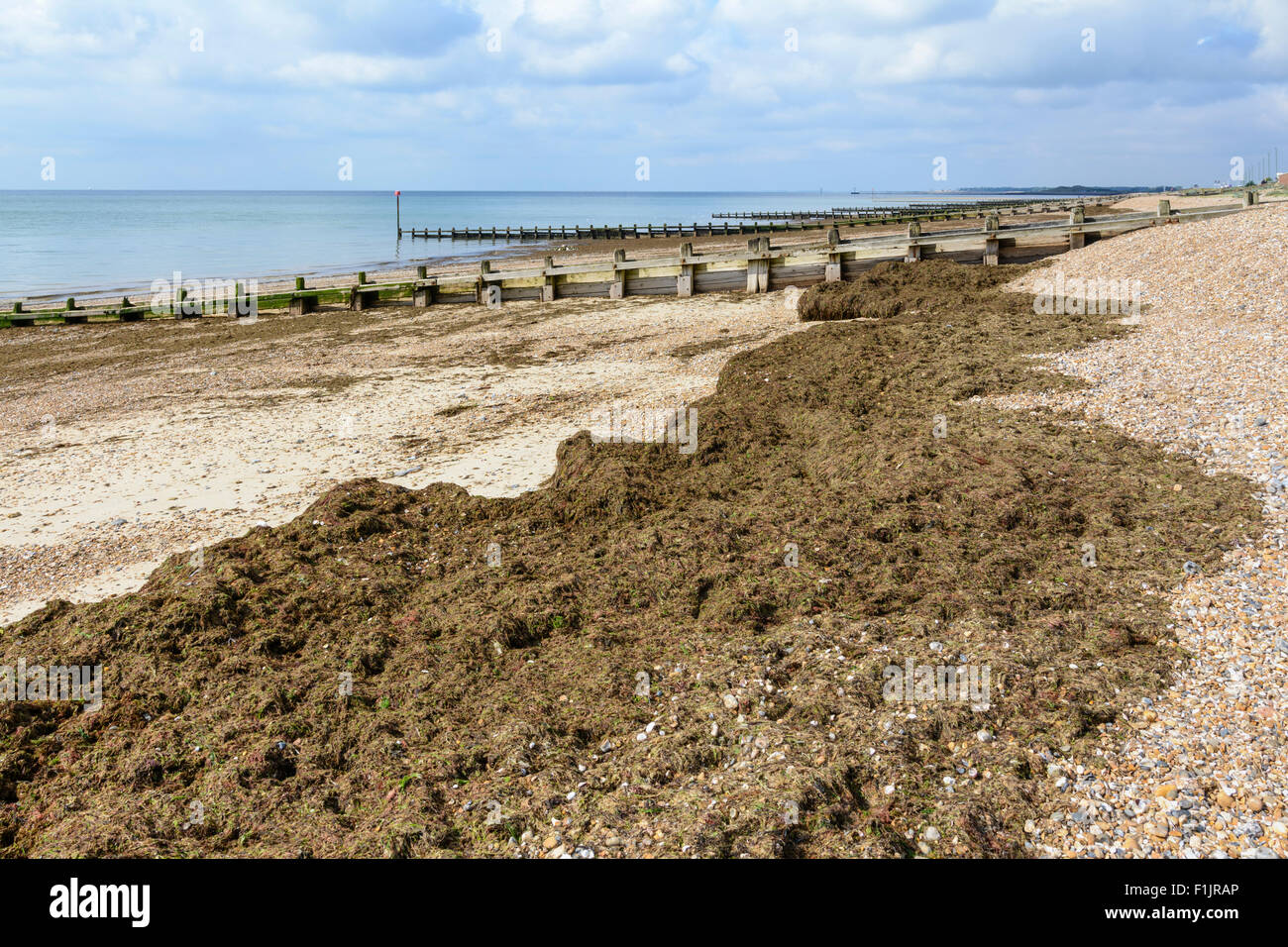 Clumps of seaweed hires stock photography and images Alamy