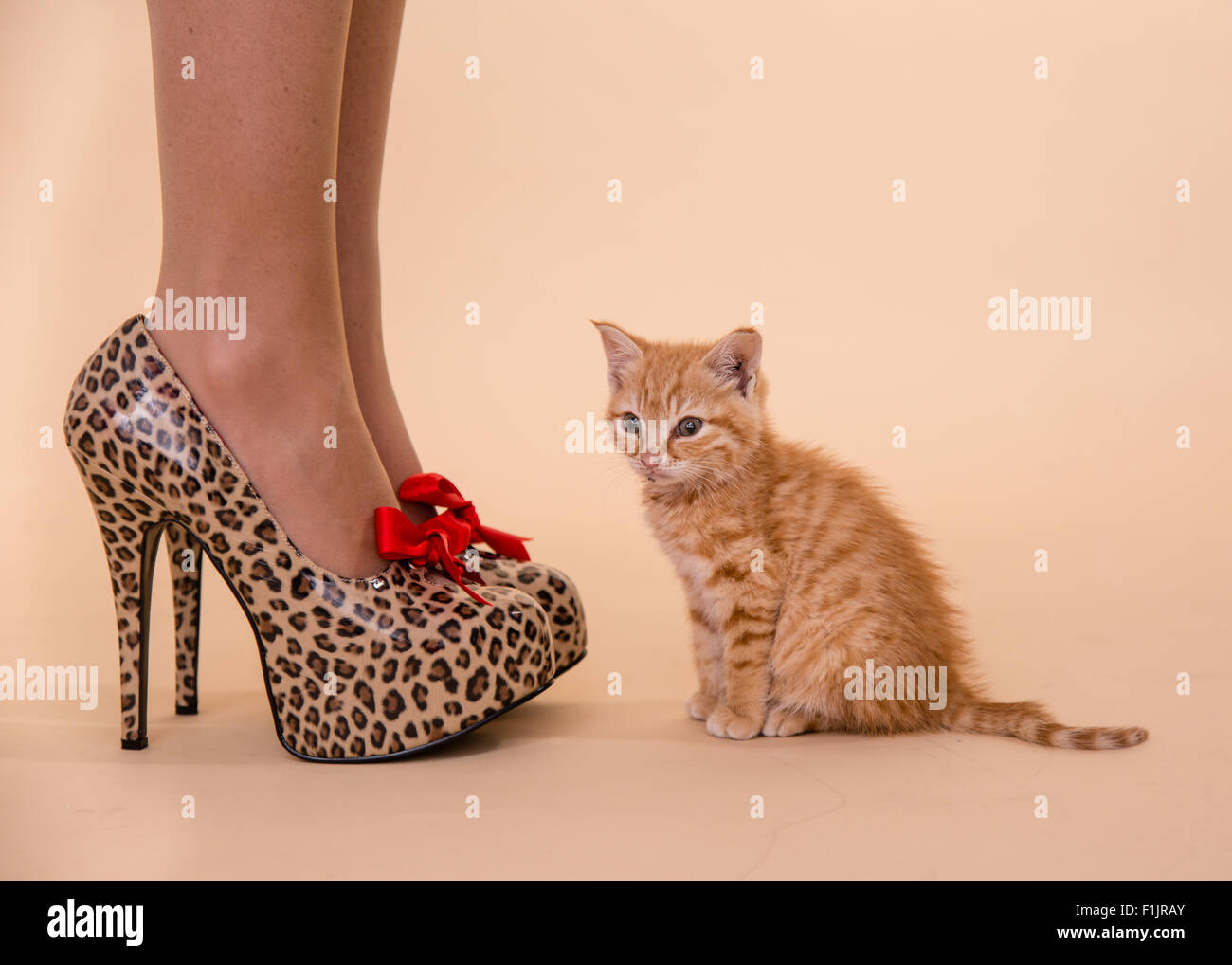 Kitten Heels tiny Ginger tom kitten posed with leopard spot high heeled  shoes that are as big as the little cat Stock Photo - Alamy