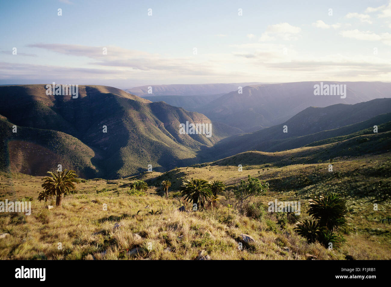 Landscape With Cycads Addo Elephant National Park Eastern Cape, South Africa Stock Photo