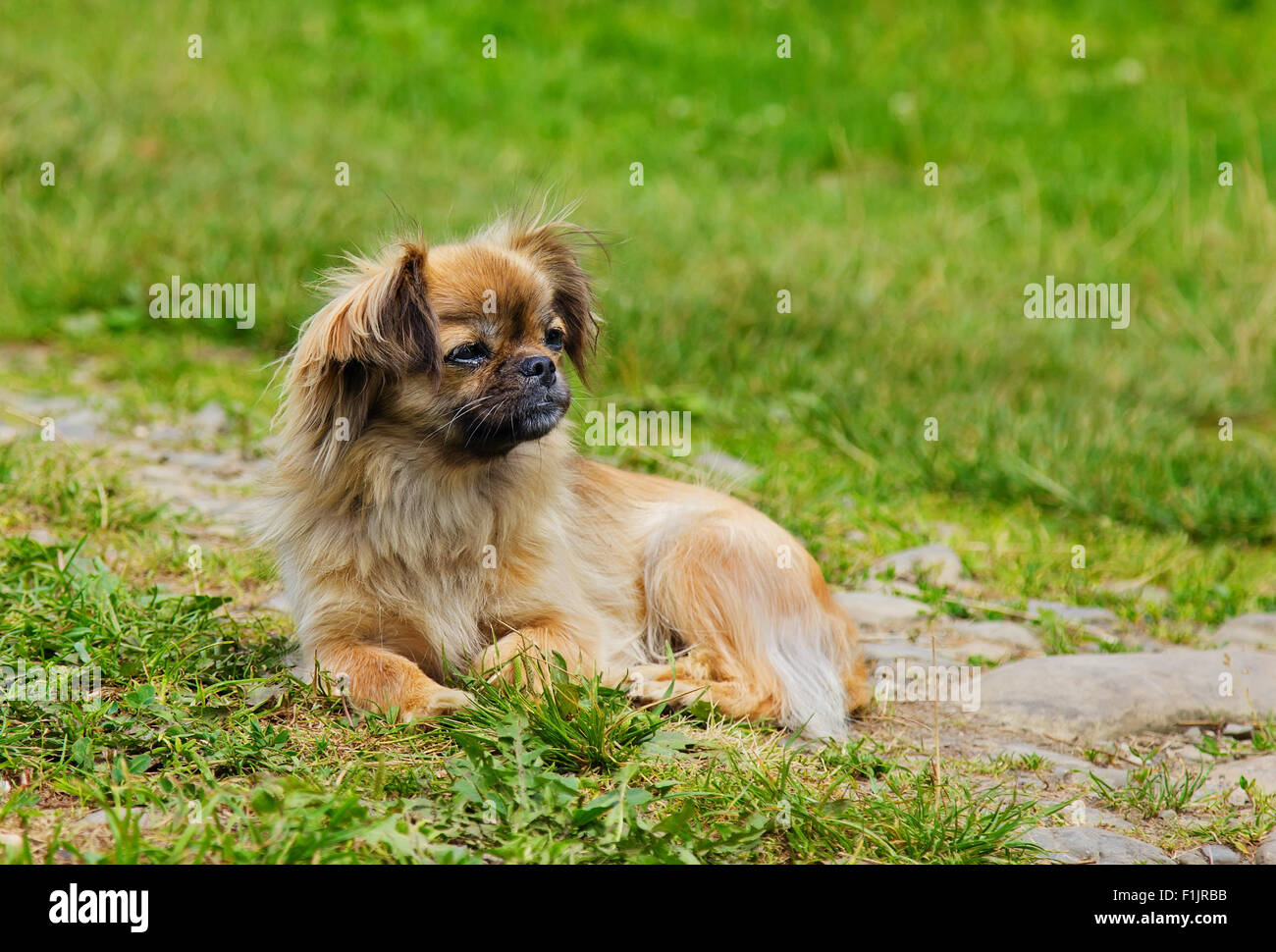 Portrait of Pekingese dog on a grass outdoor Stock Photo