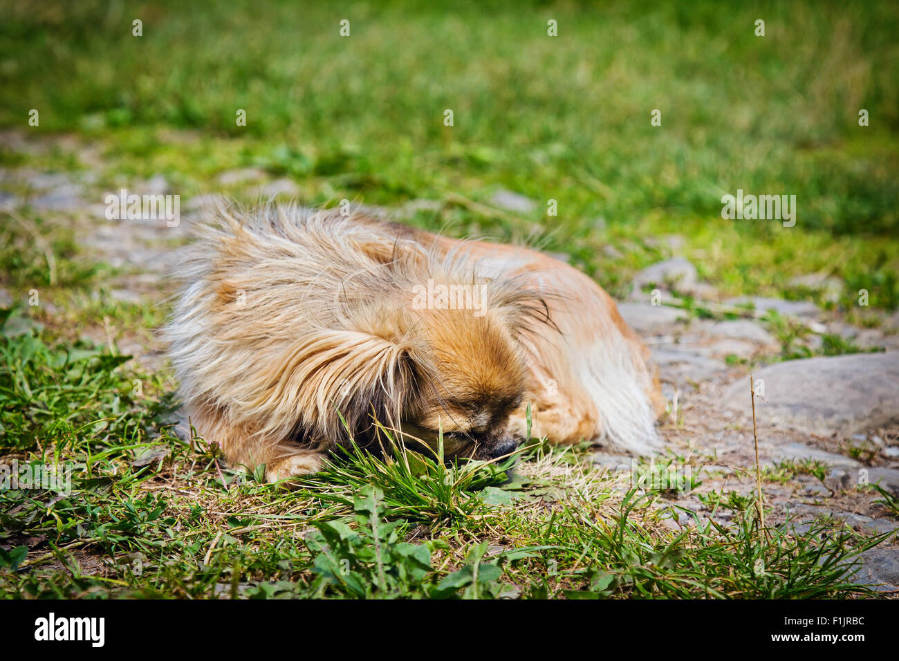 Pekingese dog is sleeping on a grass outdoors Stock Photo