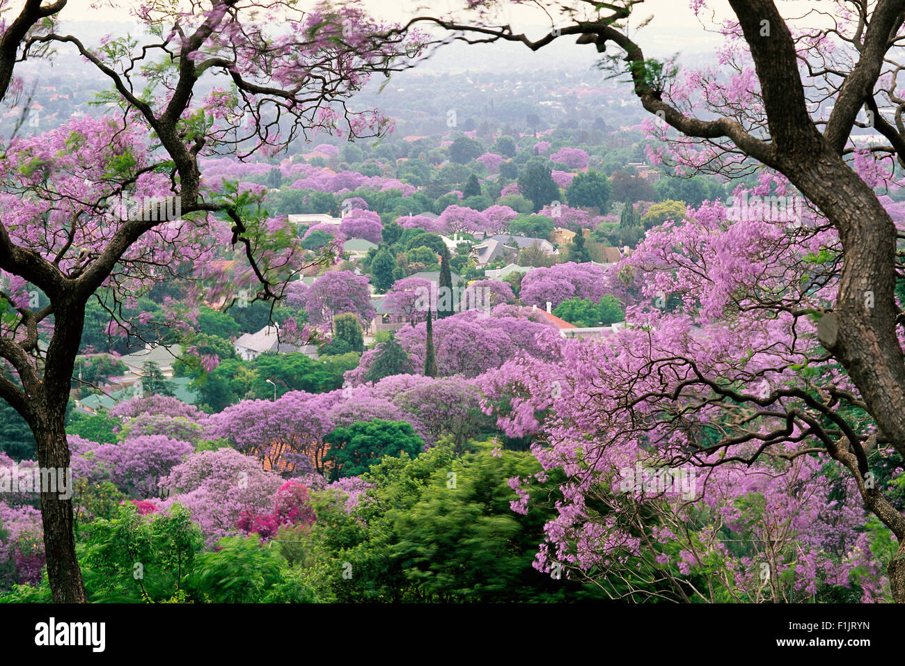 Jacaranda Trees in Bloom Pretoria, South Africa Stock Photo