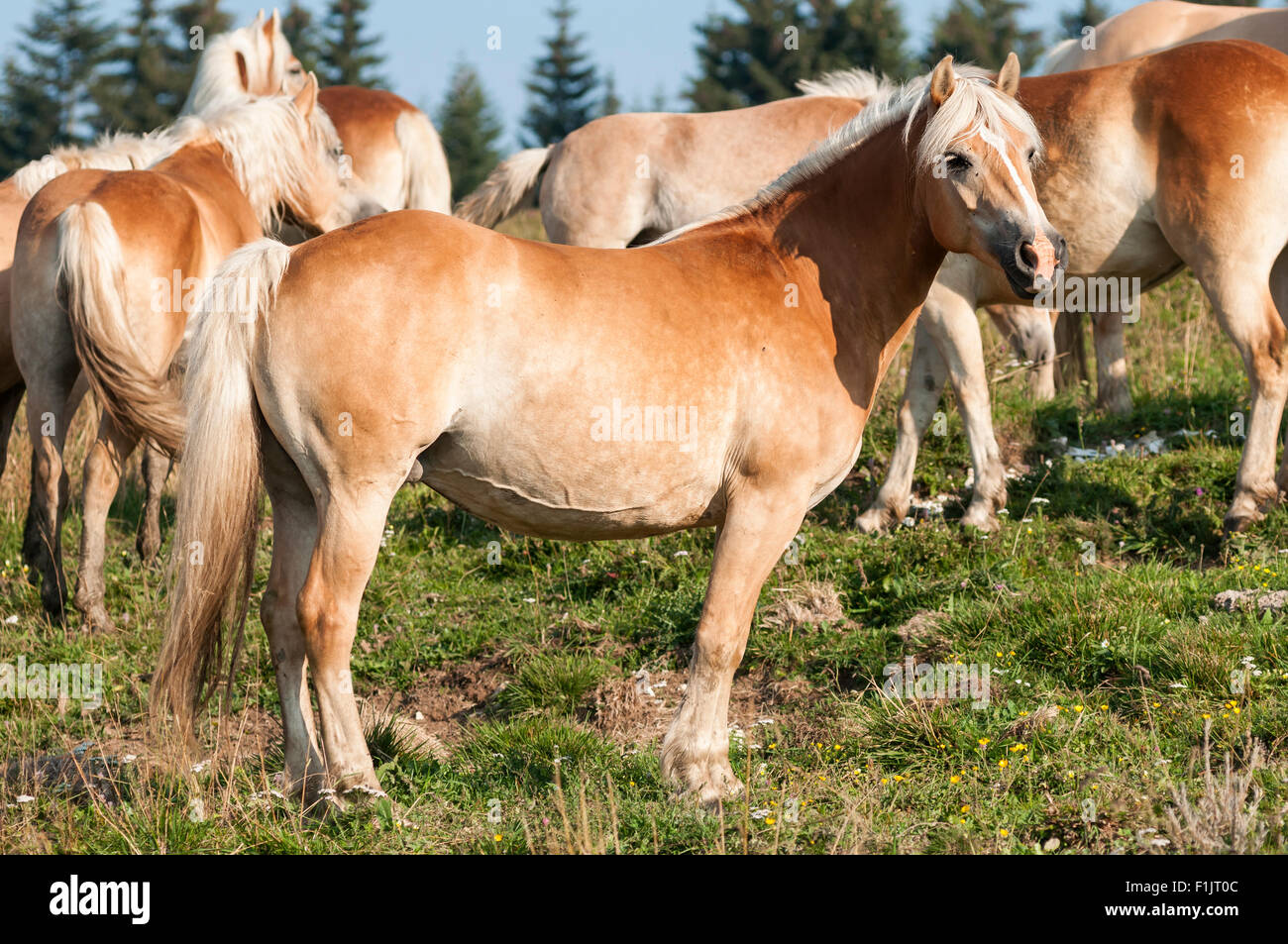 Haflinger mare in the mountain Stock Photo