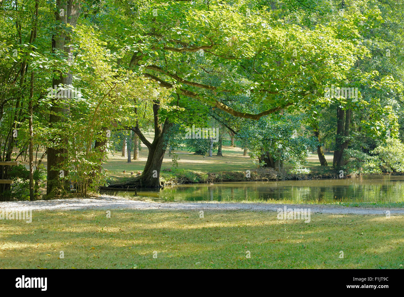 idyllic park scenery with lake at summer time Stock Photo