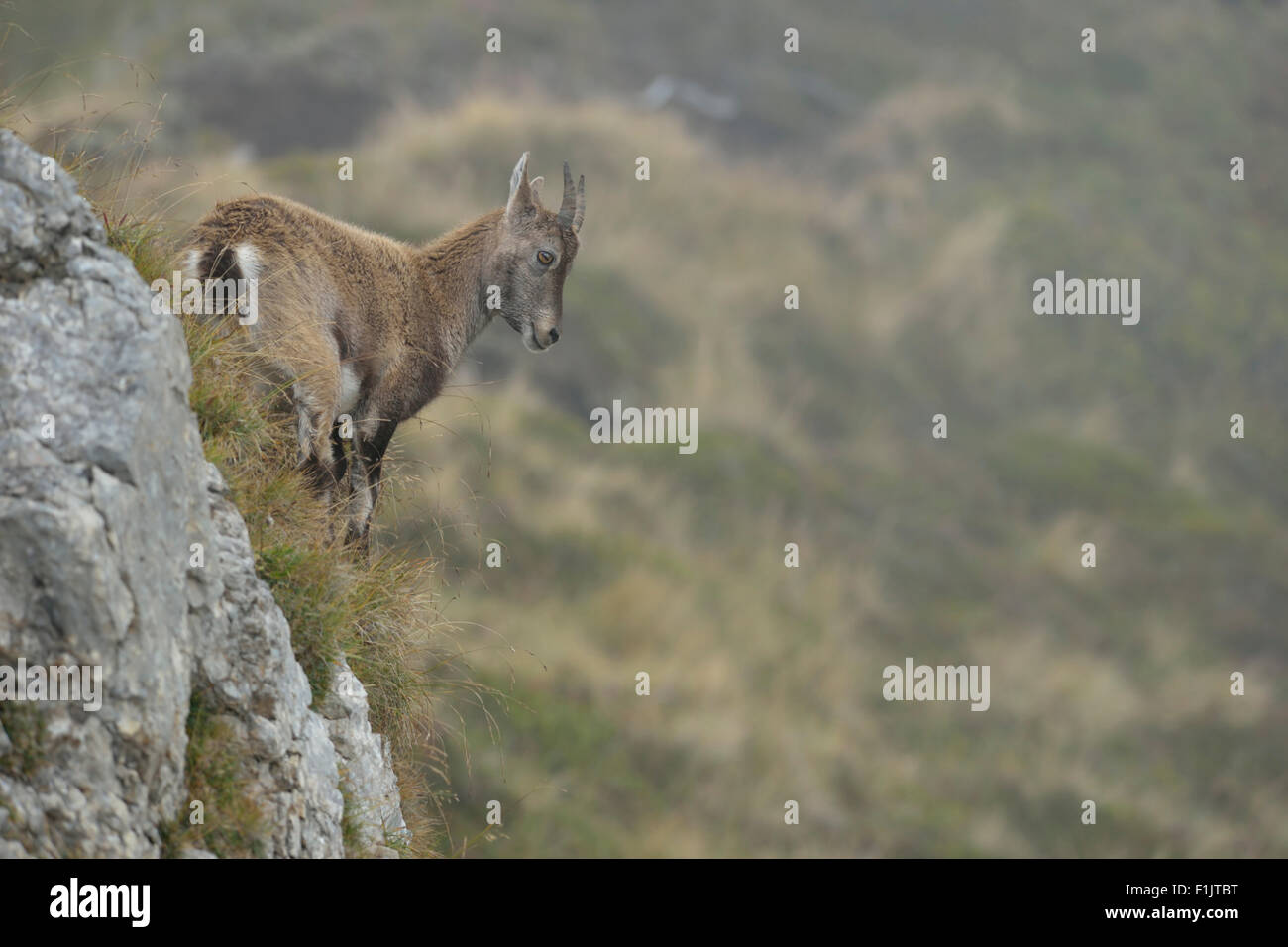Alpine ibex / Capra ibex / Steinbock / Alpensteinbock looking down from a steep slope in high mountains range. Stock Photo