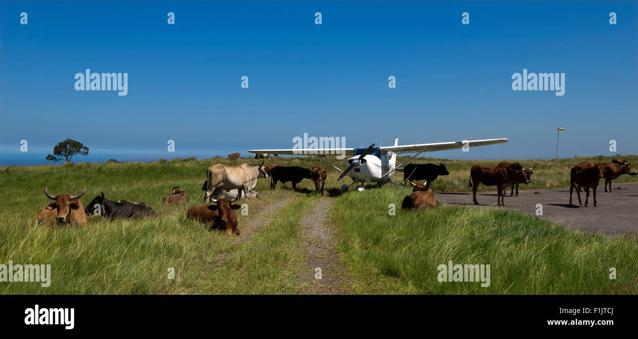 Small airplane parked between cattle, Port St Johns, Eastern Cape, South Africa Stock Photo
