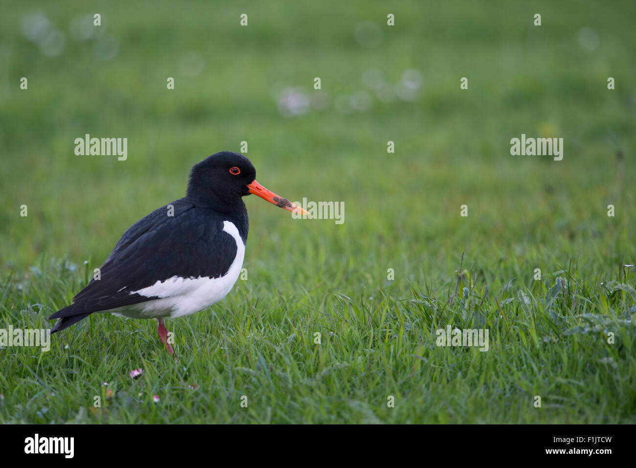 Oystercatcher / Austernfischer ( Haematopus ostralegus ) stands on extensive meadows searching for food. Stock Photo
